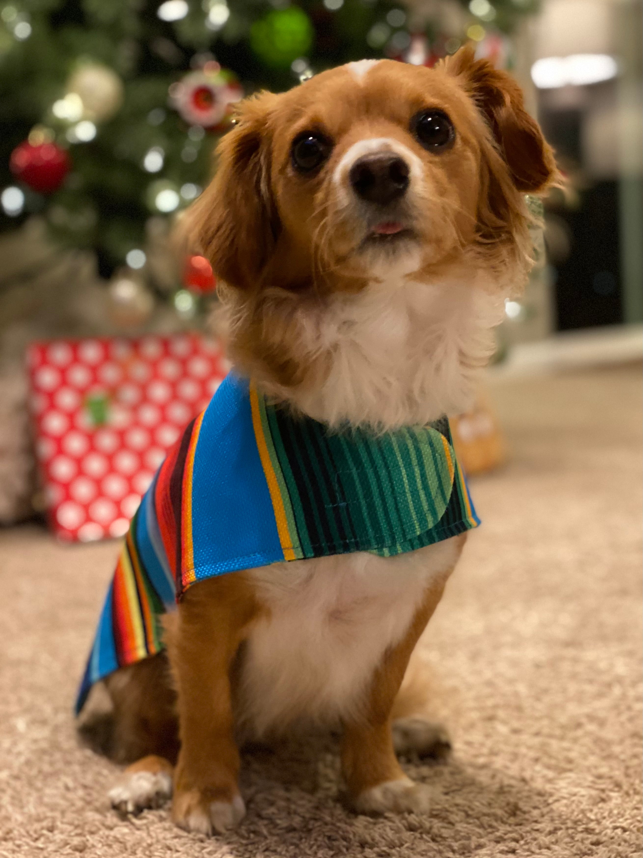 Mexican blanket hotsell dog sweater